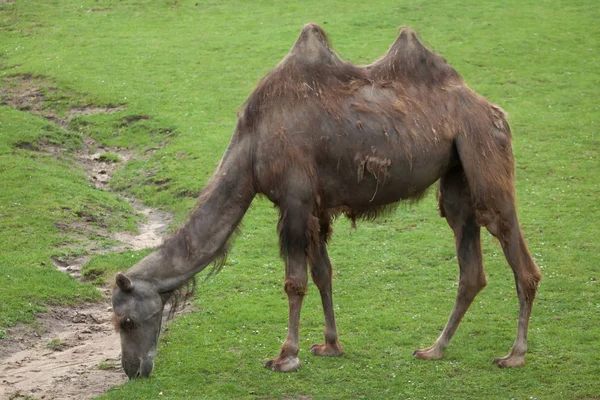 Baktriska kamelen (Camelus bactrianus). — Stockfoto