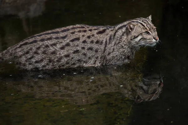 钓鱼猫 (Prionailurus viverrinus). — 图库照片