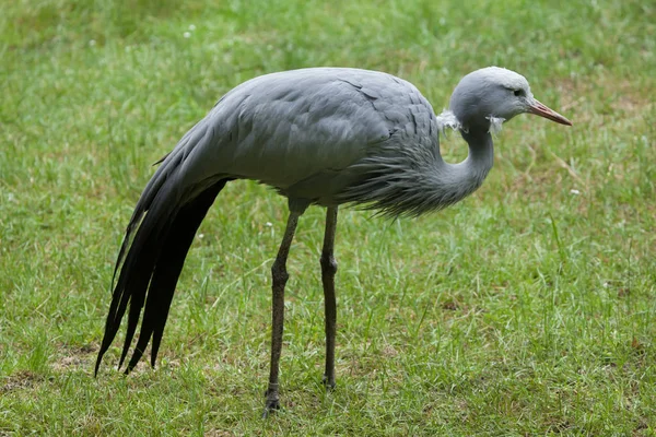 Modrá jeřáb (Grus paradisea). — Stock fotografie