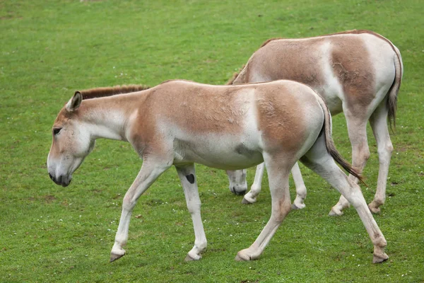 Turkmenian kulans (Equus hemionus kulan). — Stock fotografie