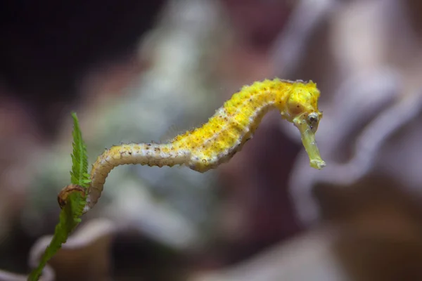 Cavalo-marinho delgado (Hippocampus reidi ). — Fotografia de Stock