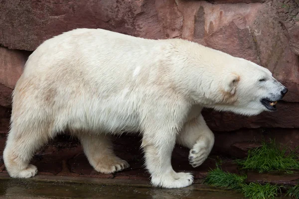 Oso polar (ursus maritimus). — Foto de Stock