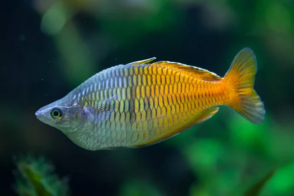Boeseman'ın rainbowfish (Melanotaenia boesemani). — Stok fotoğraf