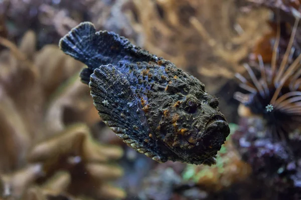 Rif Stonefish (Steenvis). — Stockfoto