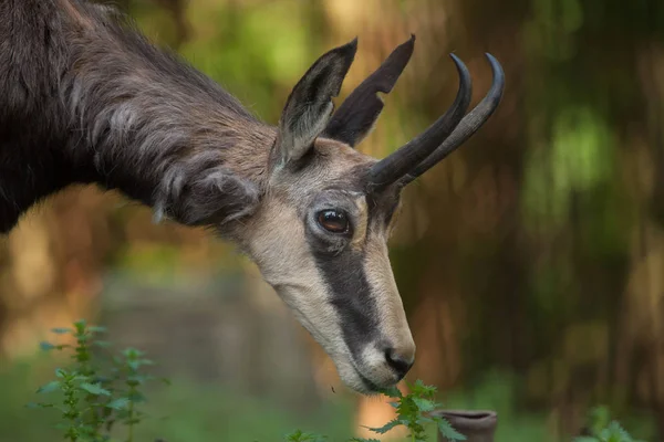 Gamuza alpina (Rupicapra rupicapra rupicapra ). — Foto de Stock