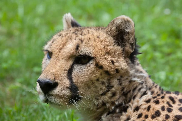 Cheetah (Acinonyx jubatus). — Stock Photo, Image