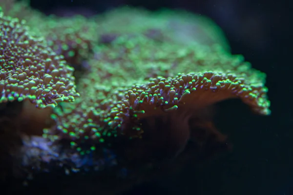 Flower mushroom coral (Ricordea yuma). — Stock Photo, Image
