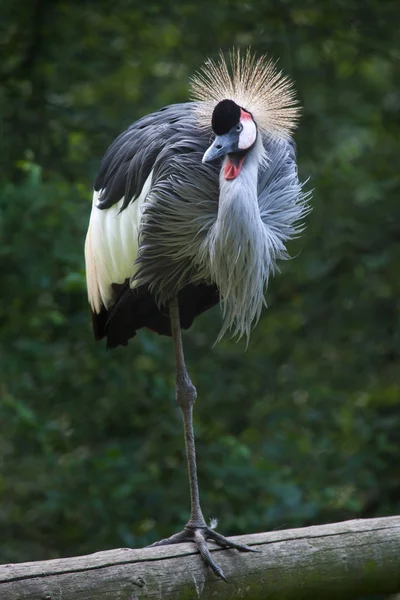 Východoafrický korunovaný jeřáb — Stock fotografie