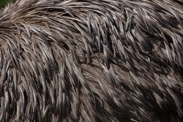 EMU (Emufélék novaehollandiae). — Stock Fotó