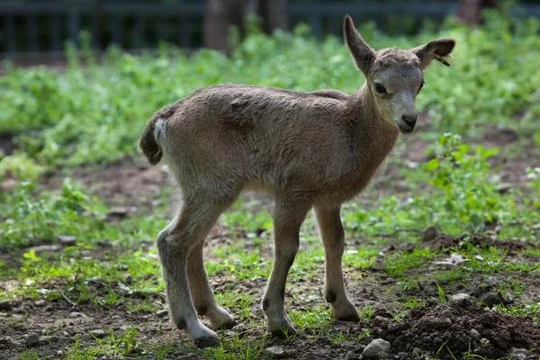 Ibex siberiano (Capra sibirica ). — Foto de Stock