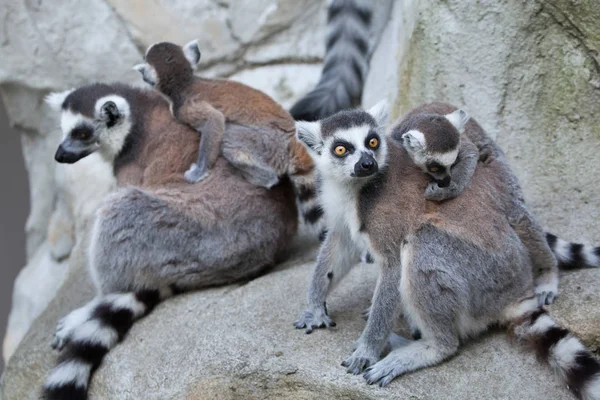 Кольцехвостые лемуры (Lemur catta ). — стоковое фото