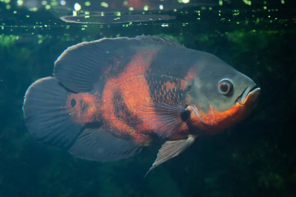 오스카 물고기 (Astronotus ocellatus). — 스톡 사진