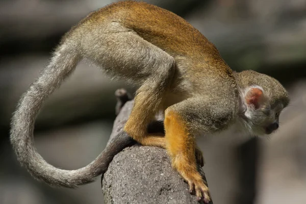 Mono ardilla común (Saimiri sciureus ). — Foto de Stock