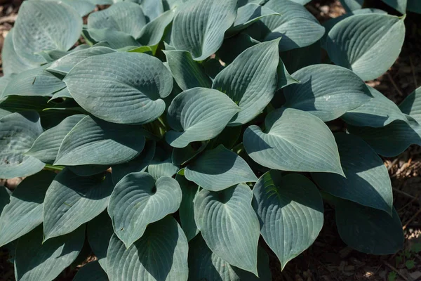 Siebold's hosta (Hosta sieboldiana). — Stock Photo, Image