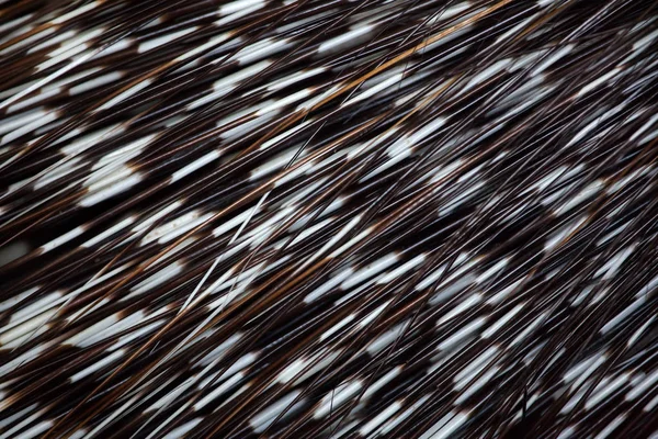 Ινδική λοφιοφόρη porcupine (Hystrix indica). — Φωτογραφία Αρχείου