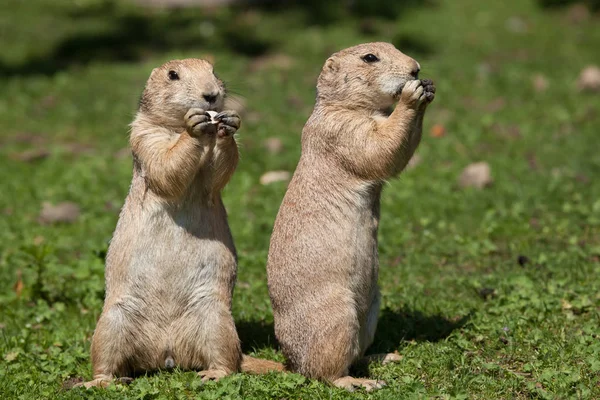 Perros de la pradera de cola negra (Cynomys ludovicianus ). — Foto de Stock