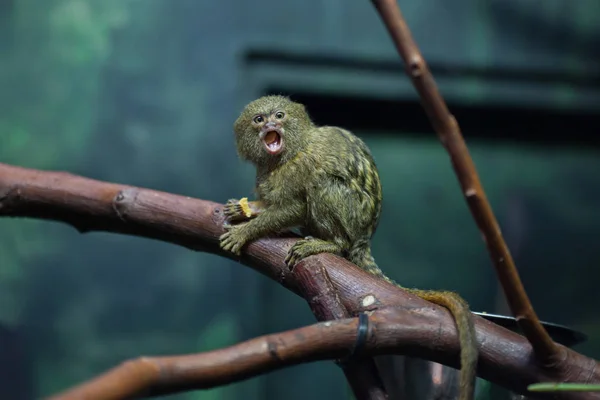 Marmoset pygmée (Cebuella pygmaea) ). — Photo