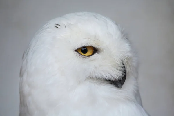 Снежная сова (Bubo scandiacus). — стоковое фото