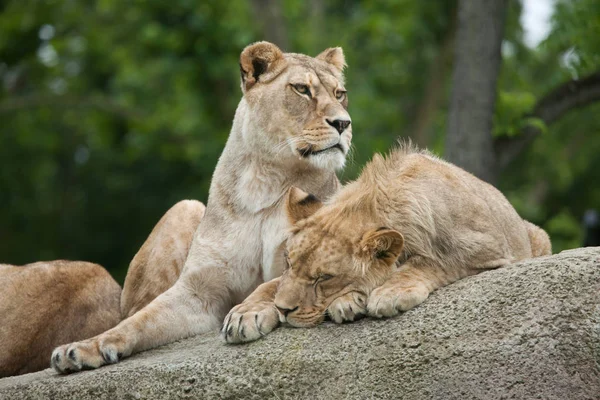 Leone maschio leonessa e giovane — Foto Stock