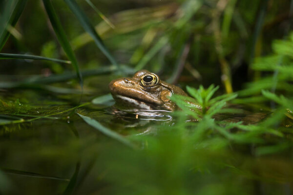 Marsh frog (Pelophylax ridibundus). 