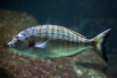 Sharpsnout çupra (Diplodus puntazzo).