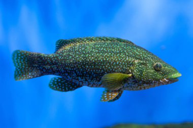 Ballan wrasse (Labrus bergylta). 