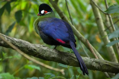 Hartlaub'ın turaco (Tauraco hartlaubi). 