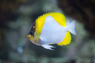 Piramit butterflyfish (Hemitaurichthys polylepis).