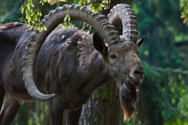 Siberian ibex (Capra sibirica). clipart