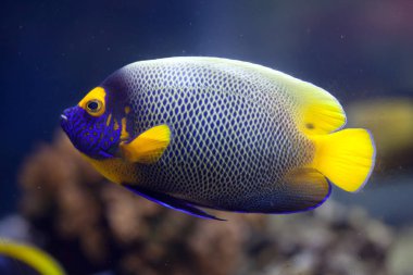 Sarı yüzlü melek balığı (Pomacanthus xanthometopon)