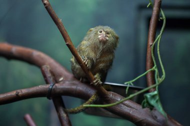 Pigme marmoset (Cebuella pygmaea). 
