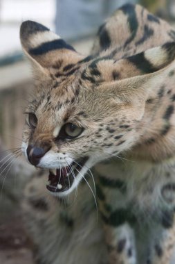 Serval (Leptailurus serval) clipart