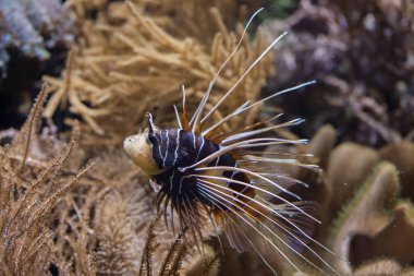 Clearfin lionfish (Pterois ışınsal simetrili canlılar).