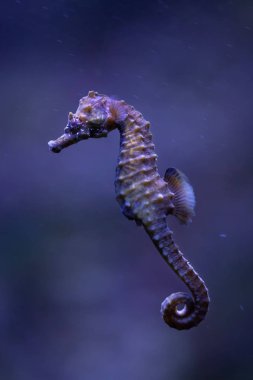 Short-snouted seahorse (Hippocampus hippocampus). clipart