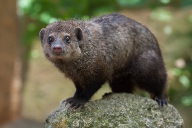 Genel Kusimanse (Crossarchus obscurus)