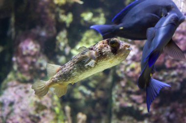 Longspined porcupinefish (Diodon holocanthus)