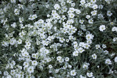 Snow-in-Summer (Cerastium tomentosum). 