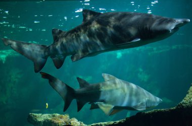 Sand tiger sharks (Carcharias taurus) clipart