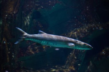 Büyük barracuda (Sphyraena barracuda)
