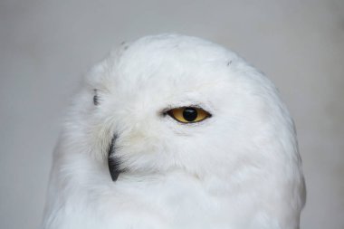 Kar Baykuşu (Bubo scandiacus).