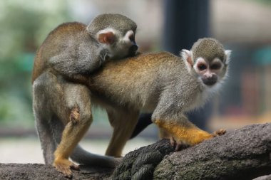 Common squirrel monkeys clipart