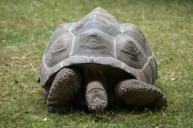 Aldabra dev kaplumbağası (Aldabrachelys dev kaplumbağa çayı).