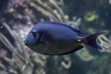 Atlantik mavi tang (Acanthurus coeruleus)