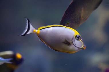 Orange-spine unicornfish (Naso lituratus)