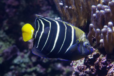 Goldtail melek balığı (Pomacanthus chrysurus).