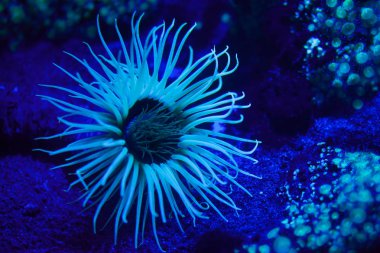 Silindir anemon (Cerianthus membranaceus).