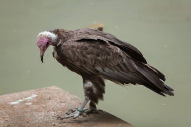 Kukuletalı akbabası (necrosyrtes monachus). 