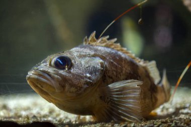 Blackbelly rosefish (Helicolenus dactylopterus) clipart