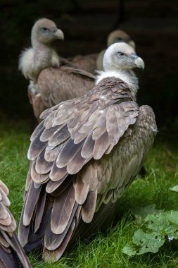 Kızıl akbaba (Gyps fulvus).