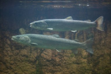 Huchen (Hucho hucho) veya Danube salmons.